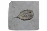 Dalmanites Trilobite Fossil - New York #357134-1